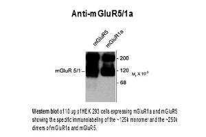 Western blot of Anti-mGluR5/1a (Rabbit) Antibody - 612-401-D77 Western Blot of Rabbit Anti-metabotropic glutamate receptors (mGluR) 5/1a antibody. (GRM1a / GRM5 Antikörper  (C-Term))