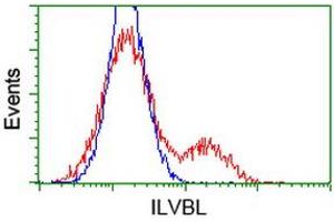 HEK293T cells transfected with either RC203987 overexpress plasmid (Red) or empty vector control plasmid (Blue) were immunostained by anti-ILVBL antibody (ABIN2454704), and then analyzed by flow cytometry. (ILVBL Antikörper)