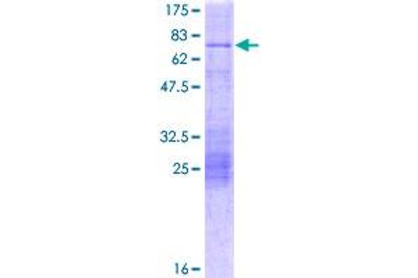 NEUROD2 Protein (AA 1-382) (GST tag)