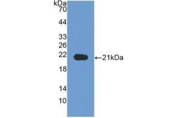 Neuropilin 1 Antikörper  (AA 646-814)