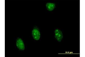 Immunofluorescence of purified MaxPab antibody to SFRS7 on HeLa cell. (SFRS7 Antikörper  (AA 1-238))