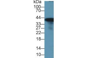 Western Blot; Sample: Rat Liver lysate; Primary Ab: 1µg/ml Rabbit Anti-Rat GS Antibody Second Ab: 0. (GLN1 Antikörper  (AA 1-373))
