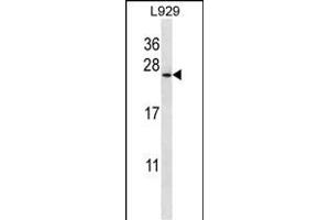 COPZ1 Antibody (N-term) (ABIN657051 and ABIN2846218) western blot analysis in  cell line lysates (35 μg/lane). (COPZ1 Antikörper  (N-Term))