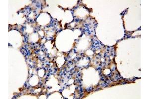 IHC-P: Aquaporin 5 antibody testing of rat lung tissue lysate (Aquaporin 5 Antikörper  (C-Term))