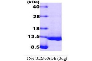 Figure annotation denotes ug of protein loaded and % gel used. (Bone Morphogenetic Protein 4 (BMP4) (AA 293-408) Peptid)