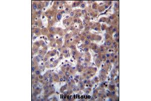 Immunohistochemistry (Paraffin-embedded Sections) (IHC (p)) image for anti-Transmembrane BAX Inhibitor Motif Containing 1 (TMBIM1) (AA 68-97), (N-Term) antibody (ABIN657075)