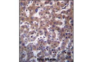TMBIM1 Antibody (N-term) (ABIN657075 and ABIN2846238) immunohistochemistry analysis in formalin fixed and paraffin embedded human liver tissue followed by peroxidase conjugation of the secondary antibody and DAB staining. (TMBIM1 Antikörper  (N-Term))