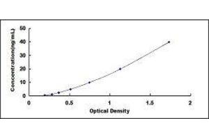 ELISA image for Insulin-Like Growth Factor Binding Protein 3 (IGFBP3) ELISA Kit (ABIN413977)