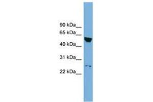 Image no. 1 for anti-DEP Domain Containing 7 (DEPDC7) (AA 107-156) antibody (ABIN6744915) (DEPDC7 Antikörper  (AA 107-156))