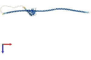 HOMER2 Protein (AA 1-354) (His tag)