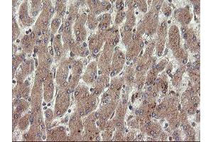 Image no. 4 for anti-Platelet/endothelial Cell Adhesion Molecule (PECAM1) antibody (ABIN1497247) (CD31 Antikörper)