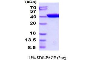 SDS-PAGE (SDS) image for Maltose Binding Protein (MBP) (AA 27-396) protein (ABIN5854574) (Maltose Binding Protein Protein (MBP) (AA 27-396))