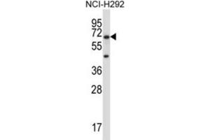 Western Blotting (WB) image for anti-Podocalyxin-Like 2 (PODXL2) antibody (ABIN2997428)