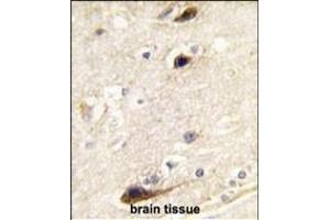 Formalin-fixed and paraffin-embedded human brain tissue reacted with PIP5K1B antibody (N-term) (ABIN392594 and ABIN2837989) , which was peroxidase-conjugated to the secondary antibody, followed by DAB staining. (PIP5K1B Antikörper  (N-Term))