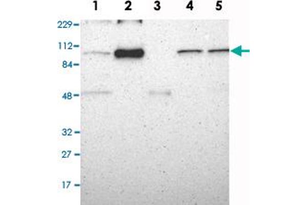 USP13 anticorps