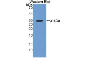 Western Blotting (WB) image for anti-Complement Component 4 Binding Protein, beta (C4BPB) (AA 18-252) antibody (ABIN3207931) (C4BPB Antikörper  (AA 18-252))