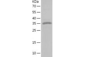 Western Blotting (WB) image for Ets Homologous Factor (EHF) (AA 1-300) protein (His tag) (ABIN7122824)