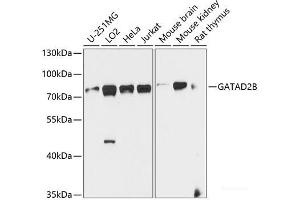 Western blot analysis of extracts of various cell lines using GATAD2B Polyclonal Antibody at dilution of 1:1000. (GATAD2B Antikörper)