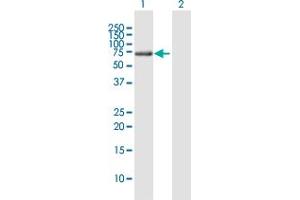 Western Blot analysis of WDR20 expression in transfected 293T cell line by WDR20 MaxPab polyclonal antibody. (WDR20 Antikörper  (AA 1-569))
