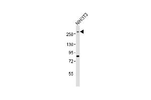 Anti-Med12 Antibody (C-term)at 1:1000 dilution + NIH/3T3 whole cell lysates Lysates/proteins at 20 μg per lane. (MED12 Antikörper  (C-Term))