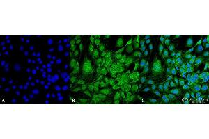 Immunocytochemistry/Immunofluorescence analysis using Mouse Anti-GRP78 Monoclonal Antibody, Clone 3G12-1G11 . (GRP78 Antikörper  (Biotin))