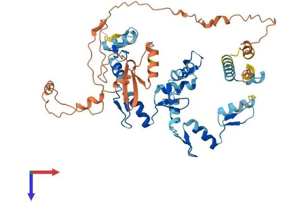 ZNF177 Protein (AA 1-481) (His tag)