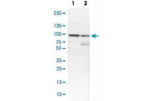 Western Blot analysis of Lane 1: NIH-3T3 cell lysate (mouse embryonic fibroblast cells) and Lane 2: NBT-II cell lysate (Wistar rat bladder tumor cells) with CCNT1 polyclonal antibody . (Cyclin T1 Antikörper)