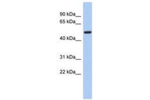 Image no. 1 for anti-F-Box Protein 3 (FBXO3) (AA 35-84) antibody (ABIN6743159) (F-Box Protein 3 Antikörper  (AA 35-84))