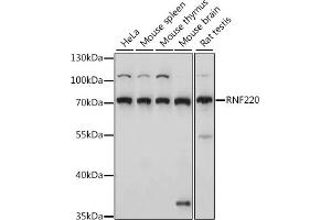 Western blot analysis of extracts of various cell lines, using RNF220 antibody (ABIN7270073) at 1:1000 dilution. (RNF220 Antikörper  (AA 267-566))