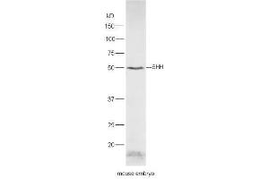 Mouse embryo lysates probed with Rabbit Anti-Shh Polyclonal Antibody, Unconjugated  at 1:5000 for 90 min at 37˚C. (Sonic Hedgehog Antikörper  (AA 21-120))