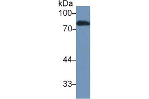 Western blot analysis of Rat Serum, using Rat LTF Antibody (1 µg/ml) and HRP-conjugated Goat Anti-Rabbit antibody (