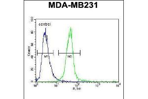 Flow cytometric analysis of MDA-MB231 cells (right histogram) compared to a negative control cell (left histogram). (Myozenin 1 Antikörper  (AA 40-69))