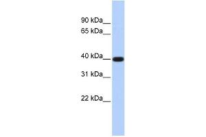 PAP2D antibody used at 1 ug/ml to detect target protein.