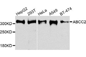 Western blot analysis of extracts of various cell lines, using ABCC2 antibody. (ABCC2 Antikörper)