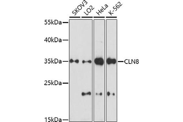 CLN8 Antikörper