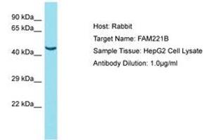 Image no. 1 for anti-Family with Sequence Similarity 221, Member B (FAM221B) (AA 151-200) antibody (ABIN6750813) (FAM221B Antikörper  (AA 151-200))