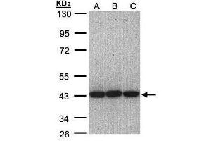 WB Image Sample(30 ug whole cell lysate) A:A431, B:H1299 C:Hep G2 , 10% SDS PAGE antibody diluted at 1:1000 (EIF3H Antikörper)