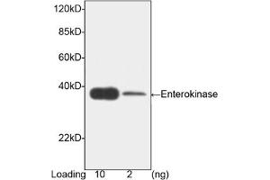 Image no. 1 for anti-Transmembrane Protease, serine 15 (TMPRSS15) (AA 848-1035) antibody (ABIN393116) (TMPRSS15 Antikörper  (AA 848-1035))