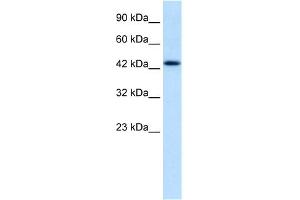 WB Suggested Anti-DLX2 Antibody Titration: 1. (DLX2 Antikörper  (N-Term))