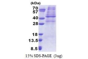 SDS-PAGE (SDS) image for Protein Kinase, AMP-Activated, gamma 1 Non-Catalytic Subunit (PRKAG1) (AA 1-331) protein (His tag) (ABIN5853248)