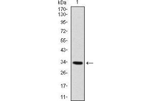 Western blot analysis using MYF6 mAb against human MYF6 recombinant protein.