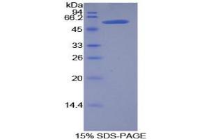 SDS-PAGE analysis of Rat Kallikrein 6 Protein. (Kallikrein 6 Protein (KLK6))