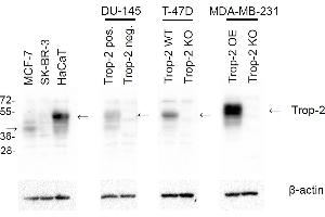 Western blotting analysis of human TROP2 using mouse monoclonal antibody TrMab-6 on lysates of MCF-7, SK-BR-3, and HaCaT cell lines, TROP2-positive and TROP2-negative DU-145 cells, wild-type T-47D and TROP2 knock-out T-47D cells, and TROP2 over-expressing and knock-out MDA-MB-231 cells. (TACSTD2 Antikörper)