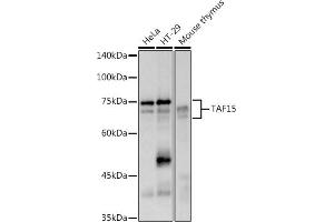 TAF15 抗体