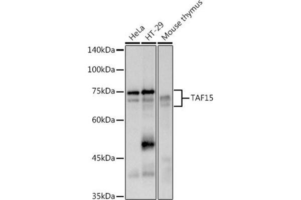 TAF15 anticorps