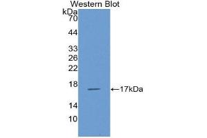 Western Blotting (WB) image for anti-Chemokine (C-C Motif) Ligand 5 (CCL5) (AA 24-91) antibody (ABIN1860406)