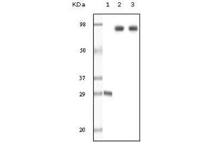 Western Blotting (WB) image for anti-Dynamin 1 (DNM1) (truncated) antibody (ABIN2464046) (Dynamin 1 Antikörper  (truncated))
