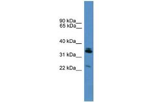WB Suggested Anti-Synpr Antibody Titration: 0. (Synaptoporin Antikörper  (Middle Region))