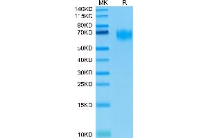 Biotinylated Human CD155 on Tris-Bis PAGE under reduced conditions. (Poliovirus Receptor Protein (PVR) (AA 21-343) (His-Avi Tag,Biotin))
