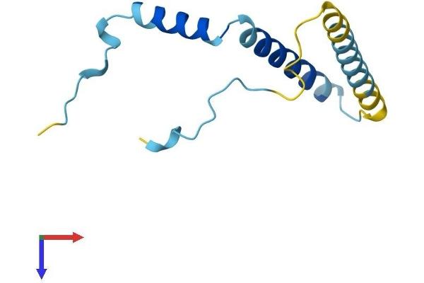 FAM32A Protein (AA 1-112) (His tag)